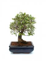 small